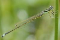 Ischnura pumilio