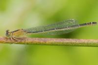 Ischnura elegans