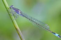 Ischnura elegans