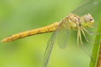 Sympetrum meridionale