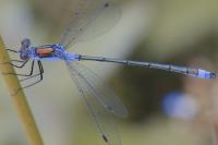 Lestes sponsa