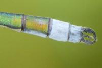 Lestes sponsa
