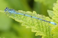 Coenagrion puella