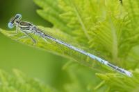 Platycnemis pennipes