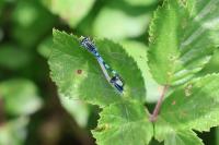 Coenagrion scitulum