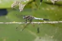 Orthetrum albistylum
