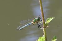 Somatochlora metallica