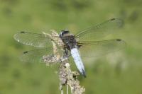 Libellula fulva