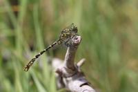 Onychogomphus forcipatus