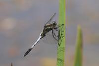 Orthetrum albistylum