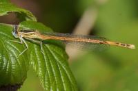 Platycnemis acutipennis