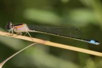 Ischnura elegans