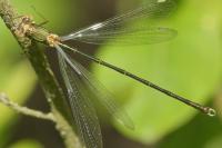 Chalcolestes viridis