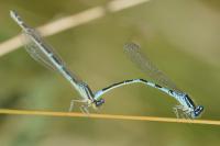 Coenagrion scitulum