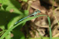 Platycnemis pennipes