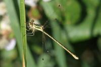 Lestes barbarus