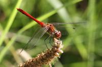 Sympetrum sanguineum