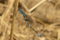 Coenagrion scitulum