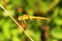 Sympetrum meridionale