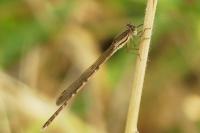 Sympecma fusca
