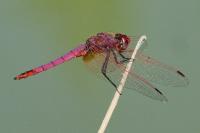 Trithemis annulata