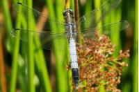 Orthetrum albistylum