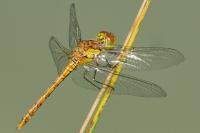 Sympetrum striolatum