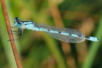 Enallagma cyathigerum
