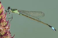 Ischnura elegans
