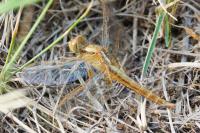 Crocothemis erythraea