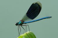 Calopteryx splendens