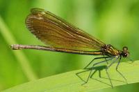 Calopteryx virgo