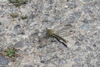 Gomphus pulchellus