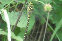 Cordulegaster boltonii