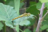 Sympetrum sanguineum