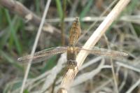Crocothemis erythraea