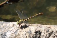 Onychogomphus forcipatus