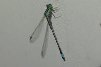 Ischnura elegans