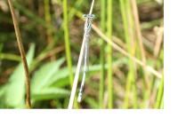 Platycnemis pennipes