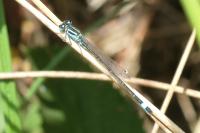 Ischnura elegans