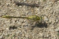 Gomphus pulchellus