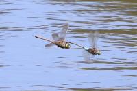 Anax parthenope