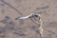 Orthetrum albistylum