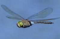 Anax parthenope