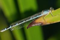 Enallagma cyathigerum