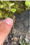 Orthetrum albistylum
