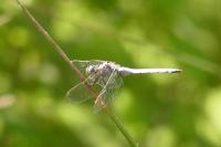 Orthetrum coerulescens