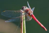Sympetrum fonscolombii