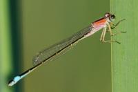 Ischnura elegans