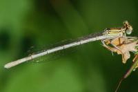 Platycnemis pennipes